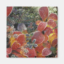 Search for up north magnets Leaf