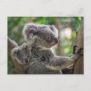 Search for koala postcards Animal