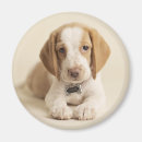 Search for beagle gifts Photography