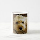 Search for cavapoo mugs Cockapoo