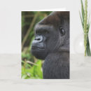 Search for lowland cards Wildlife