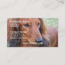 Search for dachshund dog business cards Daschund