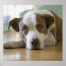 Search for mixed breeds art Photography