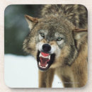 Search for grey wolf North america