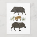 Search for desert animals postcards Cute