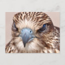 Search for falcon postcards Hawk