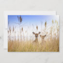 Search for fire island cards Fawn