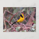 Search for oriole postcards Photography