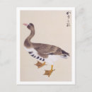 Search for vintage bird illustration postcards Wildlife