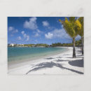 Search for mauritius postcards Palm tree