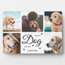 Search for missing pet supplies Remembrance