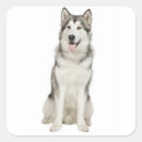 Search for alaskan malamute stickers Puppy