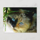 Search for sweety postcards Cat