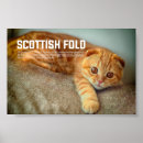 Search for fold posters Scottish fold cat