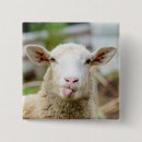 Search for sheeps badges Funny sheep