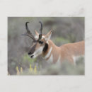 Search for danita delimont postcards Wyoming