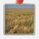 Search for nebraska christmas tree decorations Prairie
