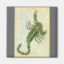 Search for scorpio magnets Astronomy