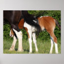 Search for sporting breed posters Horse