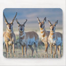 Search for pronghorn electronics Buck