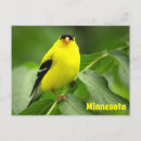Search for american goldfinch postcards Yellow