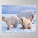Search for sows posters Baby