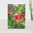 Search for “gloriosa Botanical