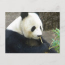 Search for white bear postcards Bamboo