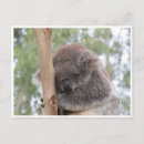 Search for asleep photography Animal