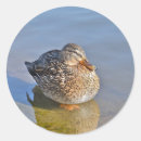 Search for wild duck stickers Colour