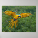 Search for gold macaw posters Blue