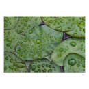 Search for dewdrops posters Green