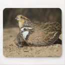 Search for foraging mousepads Food