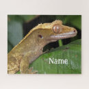 Search for lizard pet Zoo