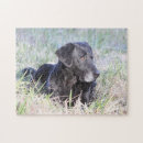 Search for black labrador puzzles Retriever