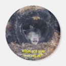 Search for monkey round magnets Primate