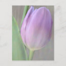 Search for tulip easter postcards Floral