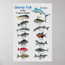 Search for tropical fish posters Sea