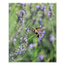 Search for clearwing Moth