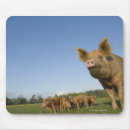 Search for pig mousepads Baby animals