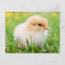Search for funny chick postcards Cute