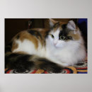 Search for blue cat posters Cute