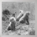 Search for cheetah spots posters Black