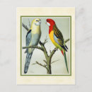Search for rosella postcards Nature