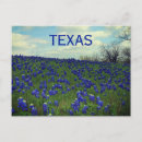 Search for texans postcards Lone star state