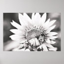 Search for black and white bee art Photography