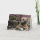 Search for bordered cards Purple