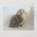 Search for persian photography Kitten