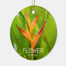 Search for flora and christmas tree decorations Botanical
