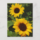 Search for yellow sunflowers postcards Garden